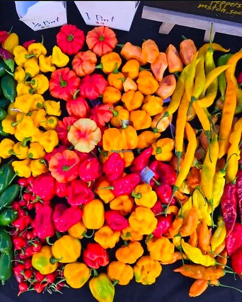 Variety of super hot peppers  at Fat Squirrel Peppers in Tuscaloosa