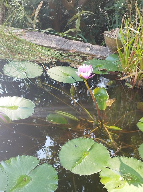 (Photo by Grace Chow) at Goat Noodle in New Territories