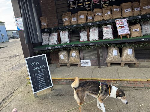 Potatoes. Various varieties and bag sizes   at The Potato Shop in Tenterden