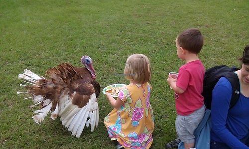 ThanksLiving is awesome at the sanctuary! at CJ Acres Animal Rescue Farm in Keystone Heights