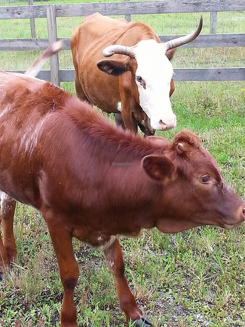 Baby Isabelle and mother (Molly) were rescued from an illegal slaughterhouse in South Florida but now happily reside at the sanctuary!   at CJ Acres Animal Rescue Farm in Keystone Heights