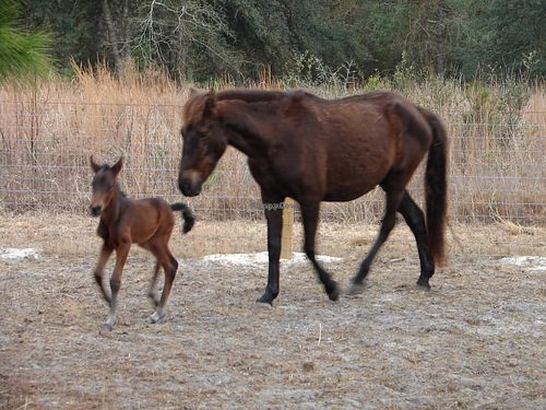 Miracles happen daily at the sanctuary, including the birth of a wild Mustang (Miakoda) whose mother was saved from slaughter. at CJ Acres Animal Rescue Farm in Keystone Heights