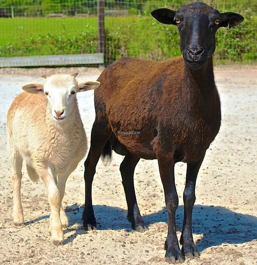 Mom and her baby are now safe at the sanctuary! at CJ Acres Animal Rescue Farm in Keystone Heights