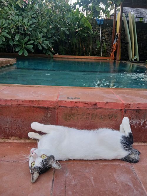 Pool at Xanadu Surf & Yoga in 