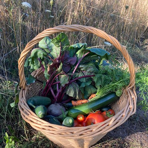 We cook vegetables from our own production in season. at Le Nouveau Printemps in Maisonsgoutte