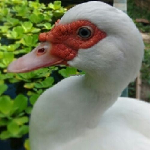 our loving pet, Muli the duck at Green Gallery in Koh Phangan