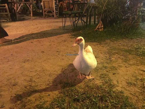 The goose in the garden at Green Gallery in Koh Phangan