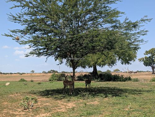 View over lunch at Satao Camp in Tsavo