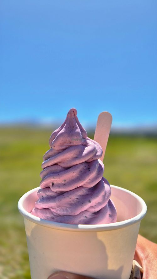  at NZ Alpine Lavender in Twizel