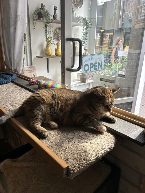 cat  at Kattencafé Stripe in Dordrecht