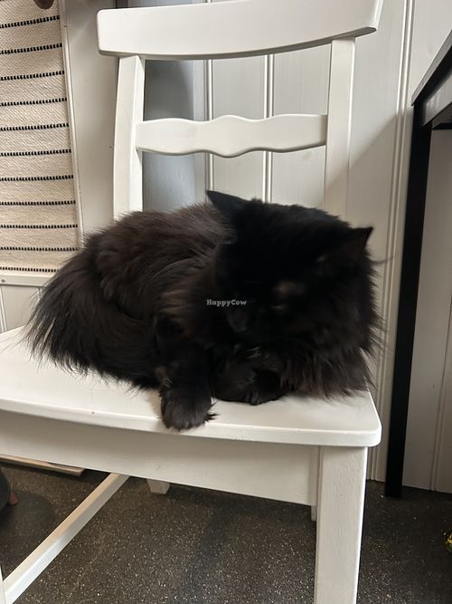 cat  at Kattencafé Stripe in Dordrecht