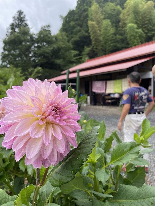 View from the front gardenn  at Neruson Village Fusaya Mountain Lodge - ねるそん村 房谷山荘 in Chiba