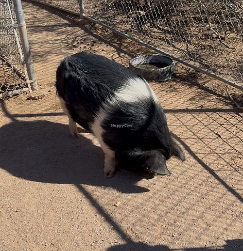  at Ironwood Pig Sanctuary in Marana