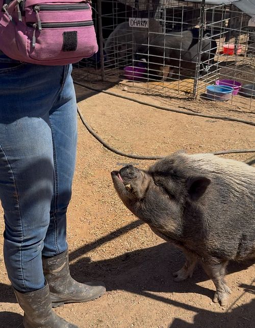 at Ironwood Pig Sanctuary in Marana