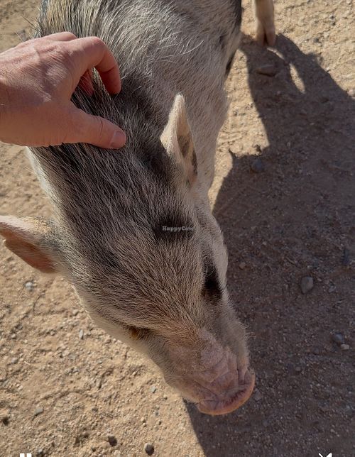  at Ironwood Pig Sanctuary in Marana