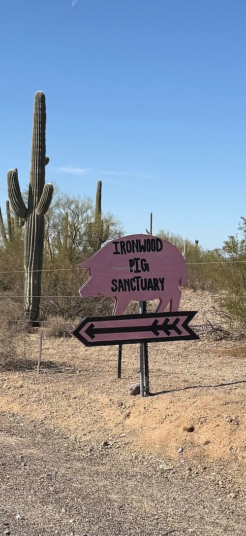  at Ironwood Pig Sanctuary in Marana