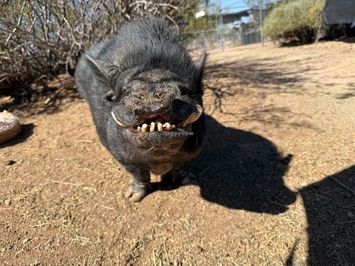  at Ironwood Pig Sanctuary in Marana