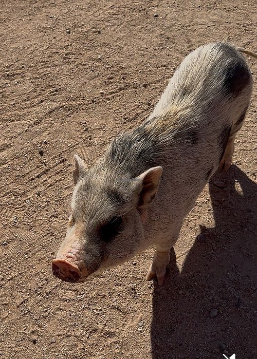   at Ironwood Pig Sanctuary in Marana