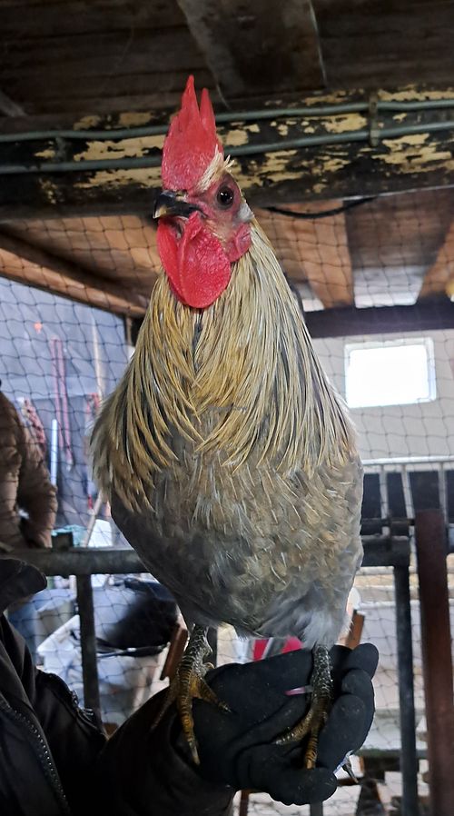  at Sanctuary het Wijland in Darp
