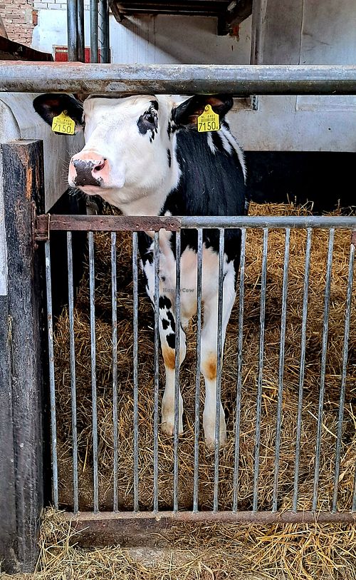  at Sanctuary het Wijland in Darp