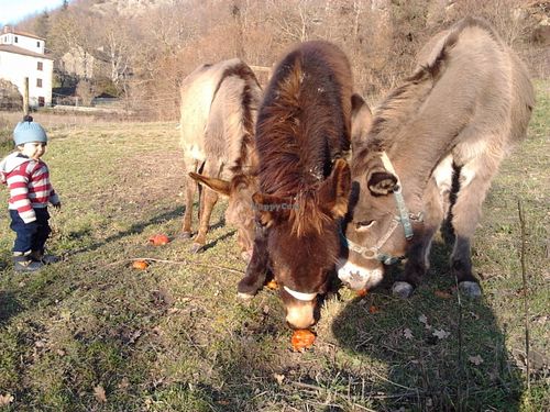 the lovely donkeys at Brugnola1932 Vegan Country House in Bardi