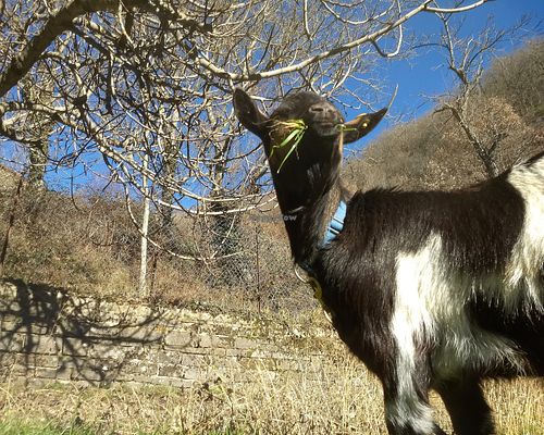 Pepe, one of our goats at Brugnola1932 Vegan Country House in Bardi