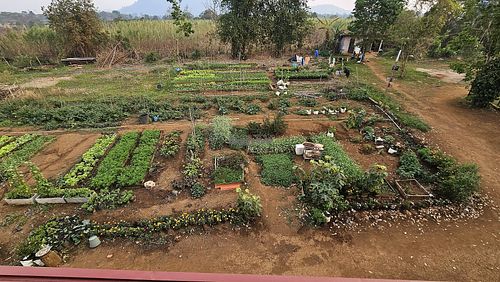 Farm with lots of veggies and herbs at Shared Happy Farm in Houayxay