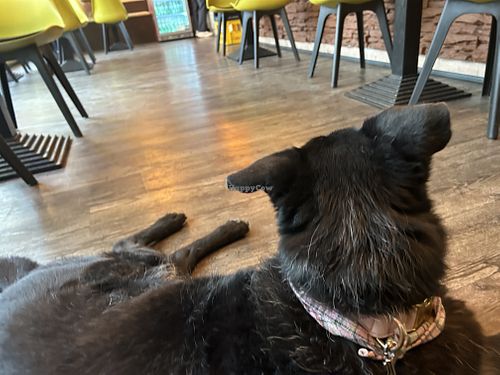 Dogs allowed  at Burari in Wiesbaden - Ramen und Dumpling's Bar in Wiesbaden