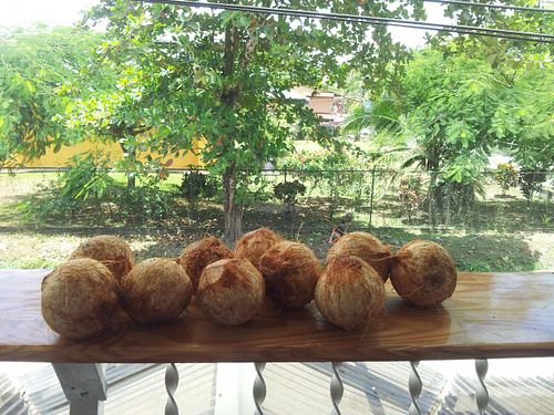 Fresh Coconut water! :) at Como En Mi Casa in Puerto Viejo De Talamanca