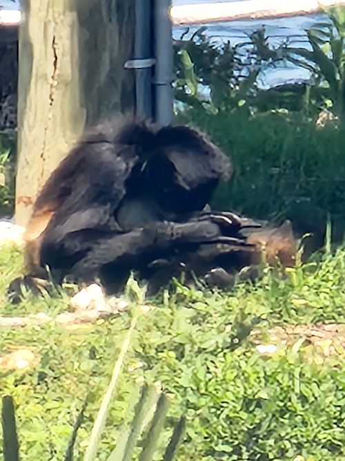 Monkey   at Florida Cracker Monkey Bar in Homosassa