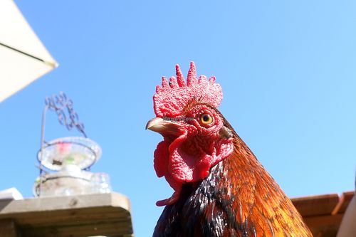 High tea with chicken at De Tuin Van De Smid in Leiden