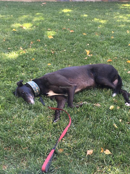 Dog-friendly grass  at The Clarendon Arms  in Evandale