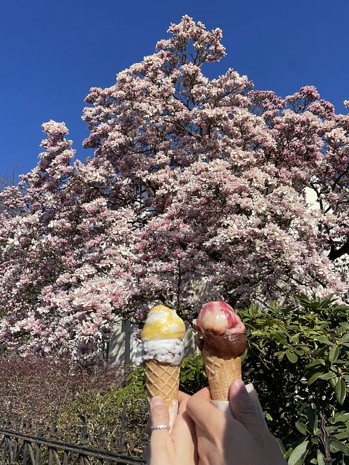 Leckeres veganes Eis   at Madeleine's Homemade Ice Cream in Bielefeld