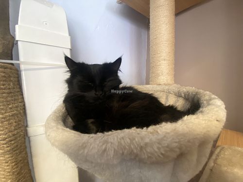 Veggan the cat  at Manx Cat Café in Douglas