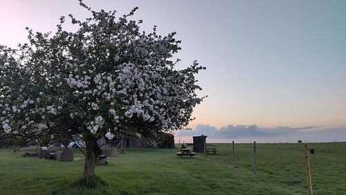 Apple tree and compost toilet. There are showers too. at Lodge Farm Camping in Huntingdon