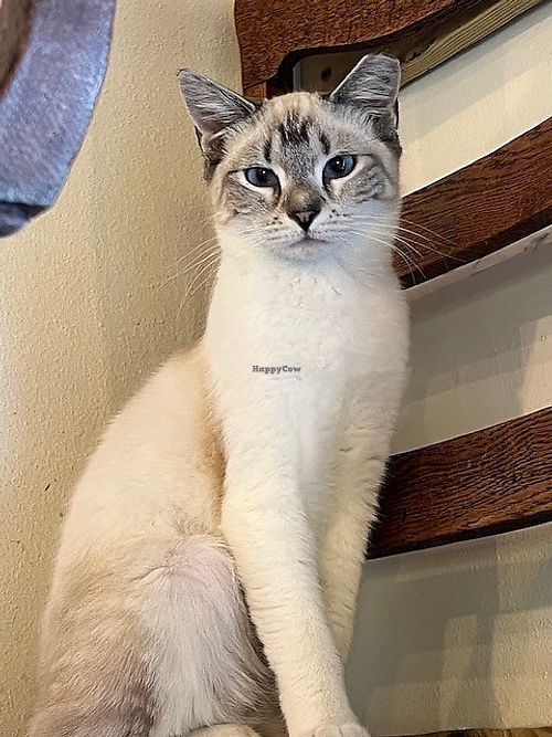  at Catnip Café and Lounge in Plant City