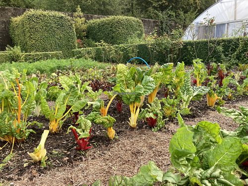 Walked vegetable garden at Kingairloch   at Boathouse Resturant in Fort William