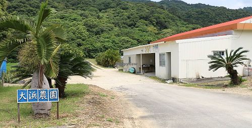  at Ohama Farm in Taketomi