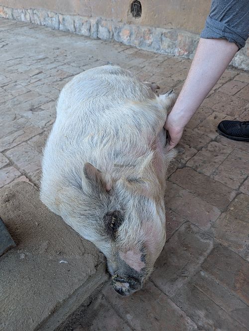 Piggy belly rub! at Greyton Farm Animal Sanctuary in Greyton