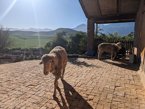 Sheep at Greyton Farm Animal Sanctuary in Greyton
