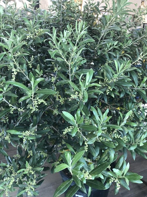 Olive bush   at Zelen in Belgrade