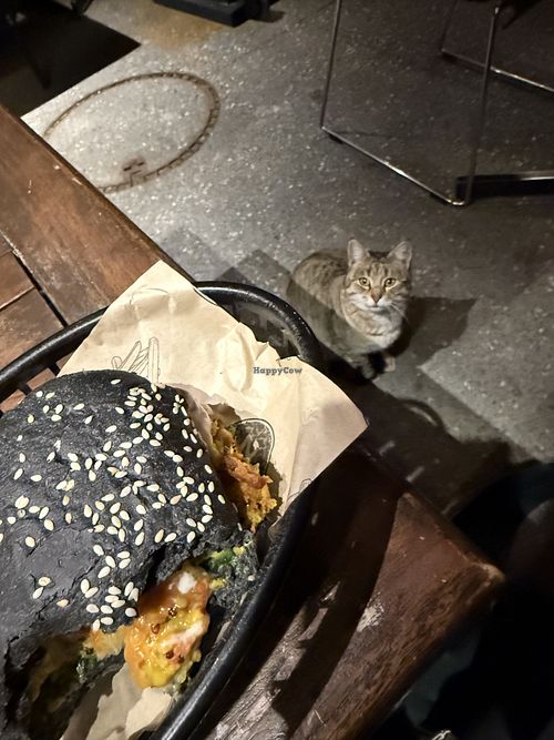 Cat!!!  at 25 Degrees in Lake Tekapo