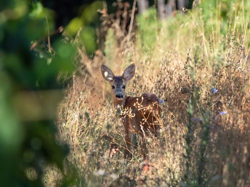  at Tenuta Scrafana in Montevarchi
