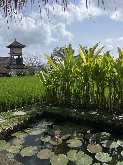   at RaFamily in Gianyar