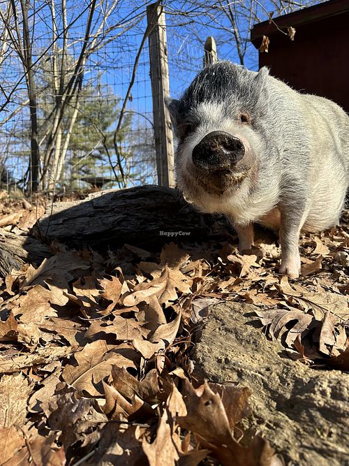 One of our rescued piggies! Maxwell!  at Sunny Meadow Sanctuary in Barre