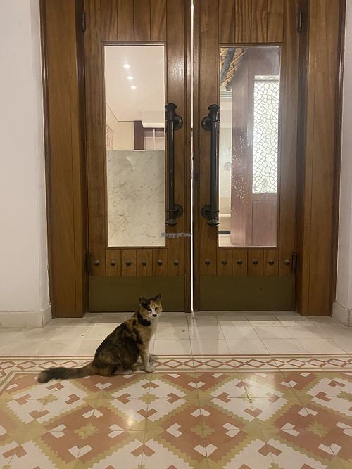 Friendly neighbour  at Emshoot Azerbaijani Restaurant in Al Wakrah
