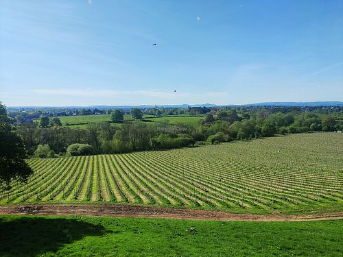 Vineyard view from restaurant at The View Restaurant in Shrewsbury