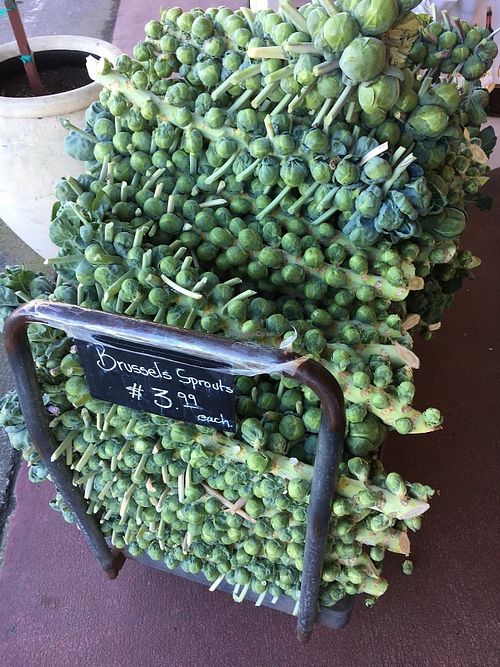 Fresh Brussel sprouts at Pezzini Farms at Pezzini Farms in Castroville