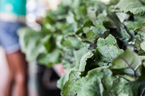 kale nr. 2 at Sunday Market - Zonia in Holders Hill