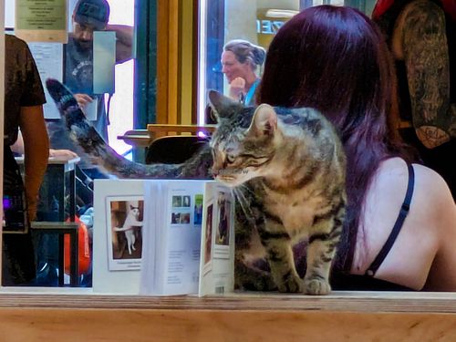 Cat at Katzentempel Berlin Mitte at Katzentempel Berlin Mitte in Berlin